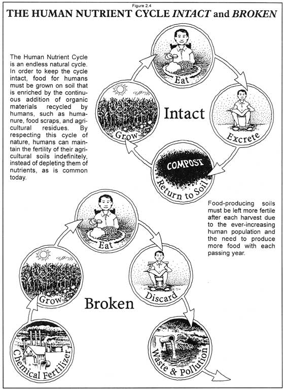 [Human Nutrient Cycle]