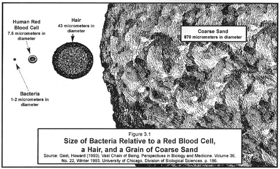[size of bacteria]