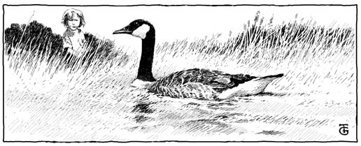 [Duck floating in pond]